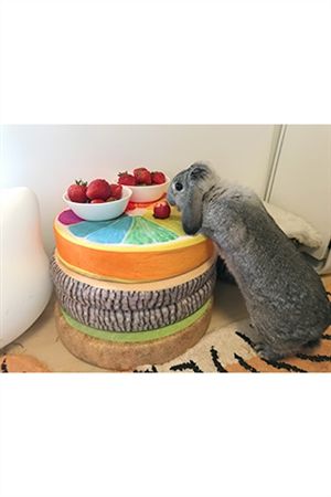 うさぎ1